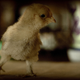 Illustration for article titled 400 Chickens Killed in Road Accident